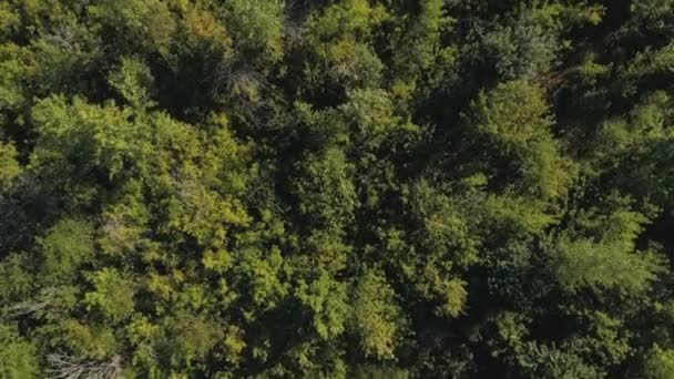 Draufsicht von der Drohne in den Wald. — Stockvideo