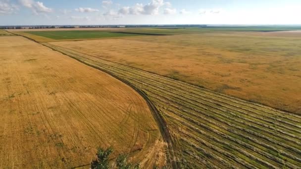 Bela paisagem agrícola com campo de trigo e floresta. Campo de visão aérea — Vídeo de Stock