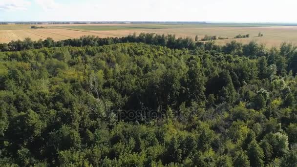 Vista dall'alto dal drone alla foresta . — Video Stock