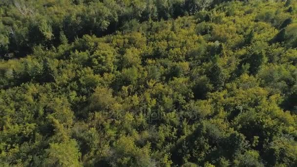 Άποψη από το drone στο δάσος. — Αρχείο Βίντεο