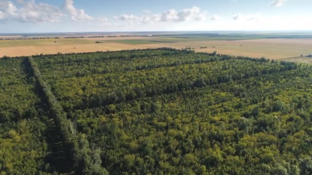 Horní pohled letecké záběry zelené louky s trávou a stromy — Stock video