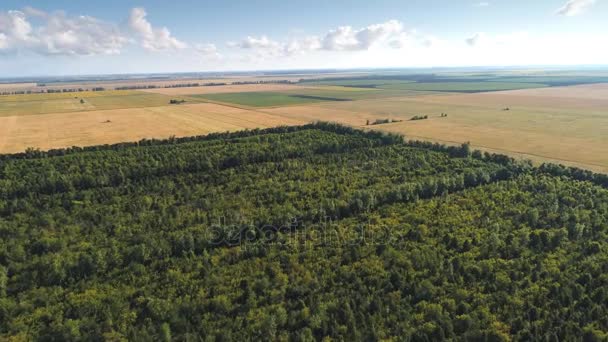 Vista superior plano aéreo de campo verde con hierba y árboles — Vídeos de Stock