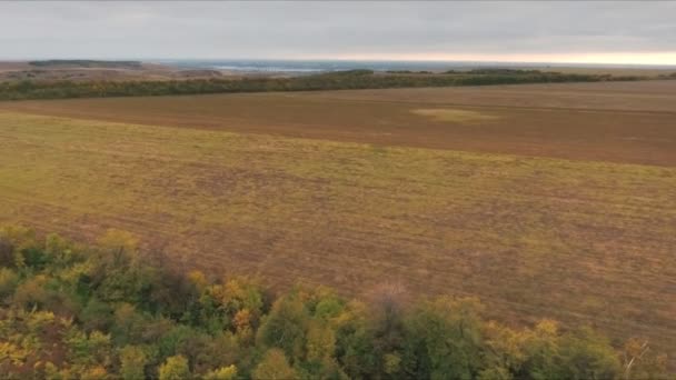 Вид зверху на пшеничне поле при збиранні. Сільськогосподарська концепція — стокове відео