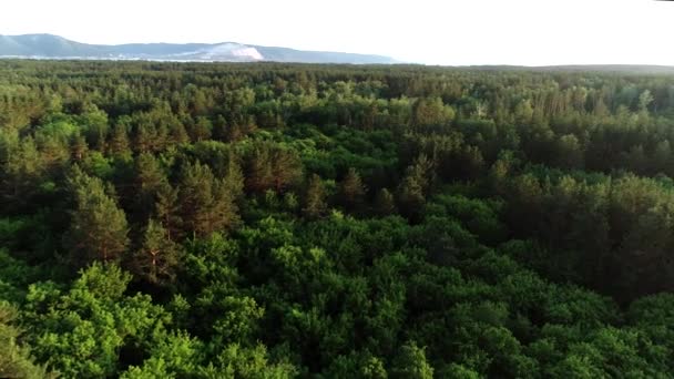 Vista superior del bosque. montañas río en el fondo — Vídeo de stock