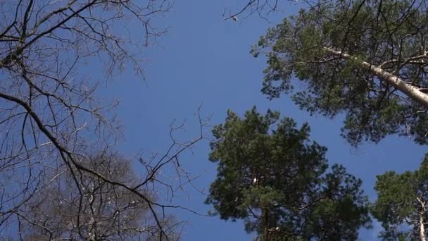 Árbol alto disparar desde abajo con el cielo azul, lento-mo — Vídeo de stock