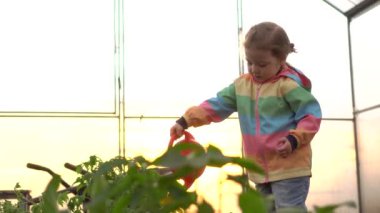 İlkbaharda serada fideleri sulayan hoş bir kız, mevsimlik bahçe işleri. Küçük yardımcı