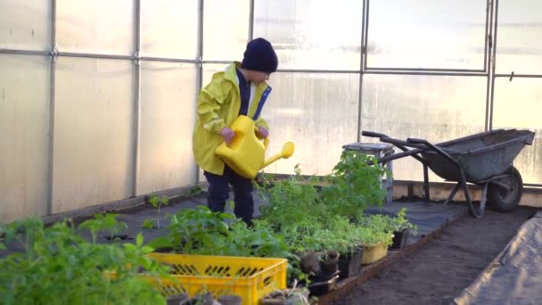 Niño pequeño de pie y regando plántulas con maceta en invernadero — Vídeos de Stock