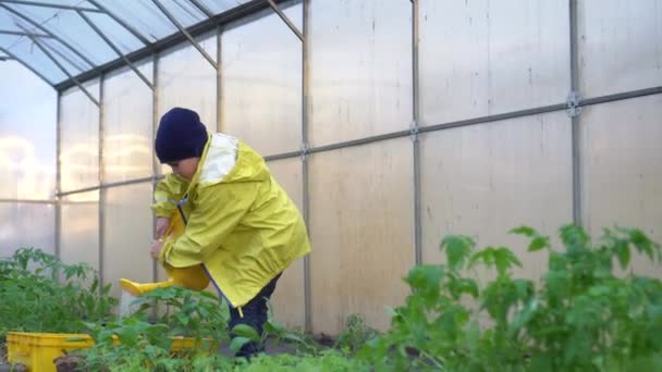 Мальчик поливает ряды овощей в семейном огороде, используя большую желтую пластиковую банку — стоковое видео