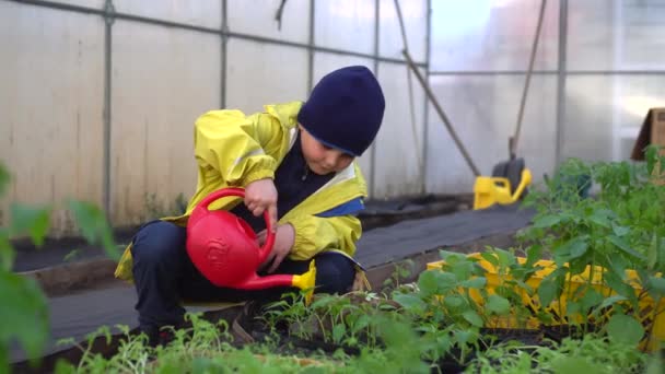 Pequeño niño regando el jardín — Vídeo de stock