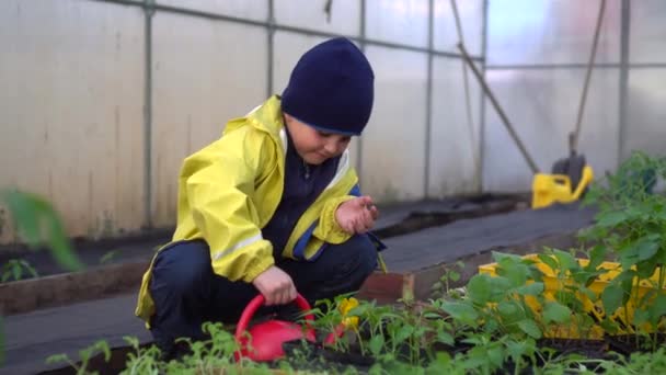 Niño pequeño agricultor trabaja en invernadero con suelo natural. concepto de suelo natural. gurú de la jardinería — Vídeo de stock