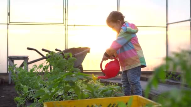 Kind wässert den Garten. Kleines Mädchen hilft bei der Arbeit im Gewächshaus — Stockvideo