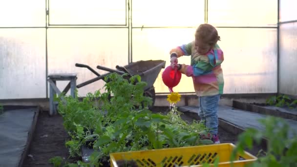 Petani gadis bekerja di kebun pada hari yang cerah — Stok Video