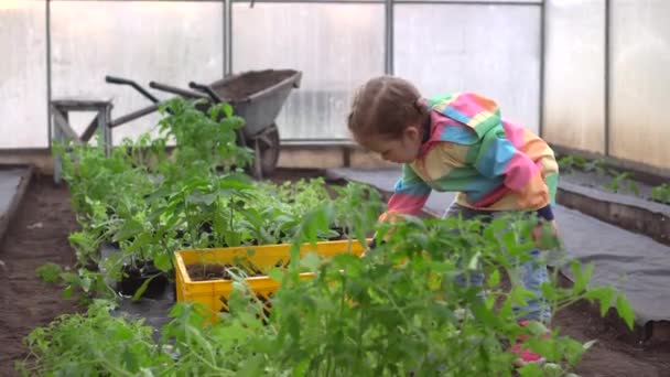 温室で働いている若い女の子、植え付けと花の世話をしています。園芸の概念 — ストック動画