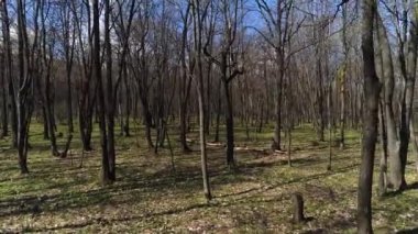 Güzel bir bahar ormanı, İHA 'da çekim yapmak.