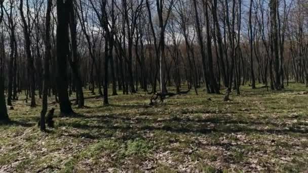 mystérieux tir de forêt à partir d'un drone 