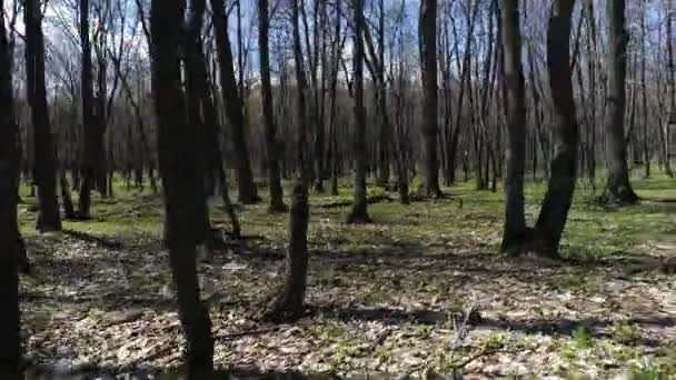 Lentewoud, groene bomen, schieten vanuit een drone — Stockvideo