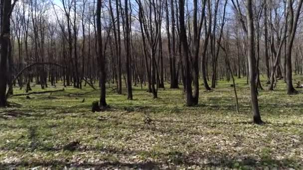 tir une forêt printanière brillante à partir d'un copter 