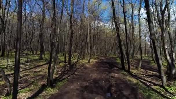 Дорога в лесу среди деревьев убирается в полете над дорогой, 4К — стоковое видео