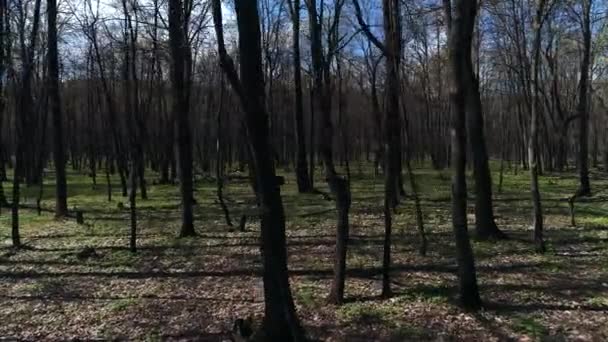 mystérieux tir de forêt à partir d'un drone 