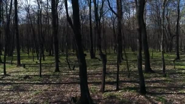 Misterioso bosque disparando desde un dron — Vídeos de Stock