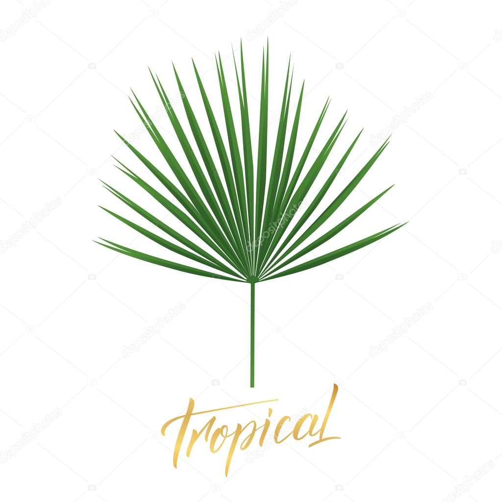 Tropical palm leaf. Isolated exotic palm leaf design element