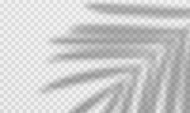 Gölge örtüsü etkisi bırakır. Vektör şeffaf palmiye yaprakları üstüste