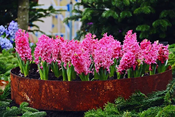 Pembe bahar çiçekleri yakın plan görüntüsü