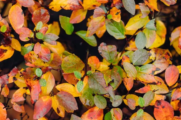 Осенний Буш Желтыми Листьями — стоковое фото