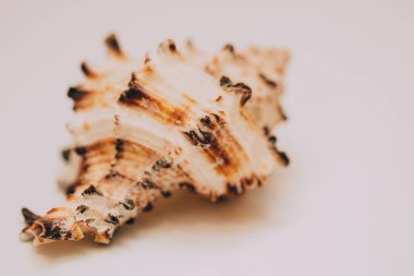 Bir deniz kabuğuna yakın.