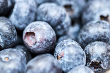 Yaban mersini yakın çekim