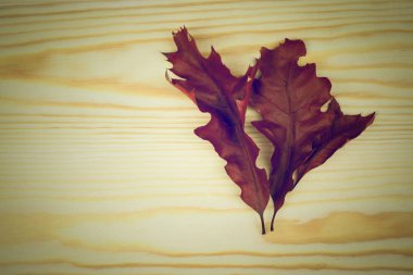 Skeç etkisi ile ahşap arka plan bahar çiçek