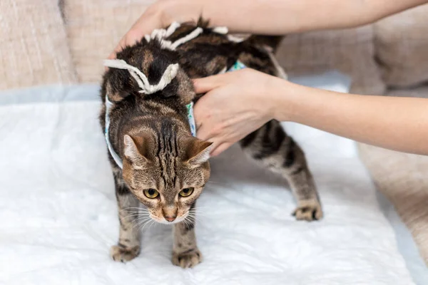 Huisdiereneigenaar Houdt Kat Operatie — Stockfoto