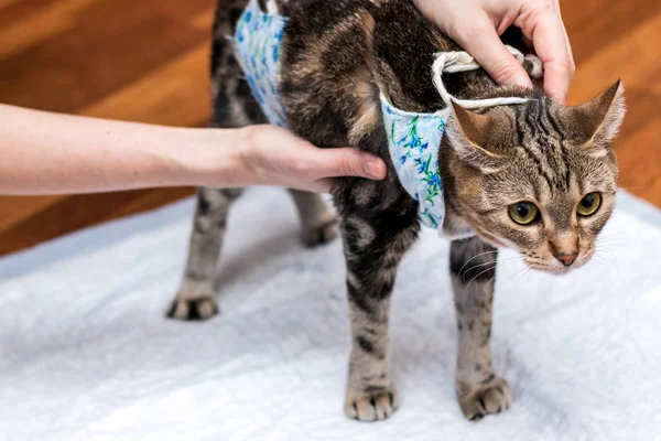 Huisdiereneigenaar Houdt Kat Operatie — Stockfoto