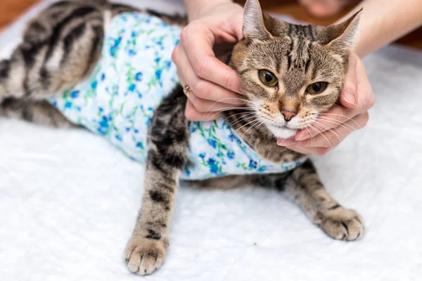 Huisdier Eigenaar Zorgt Voor Kat Operatie — Stockfoto