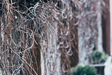 Çıplak ağaç dalları yakın çekim 