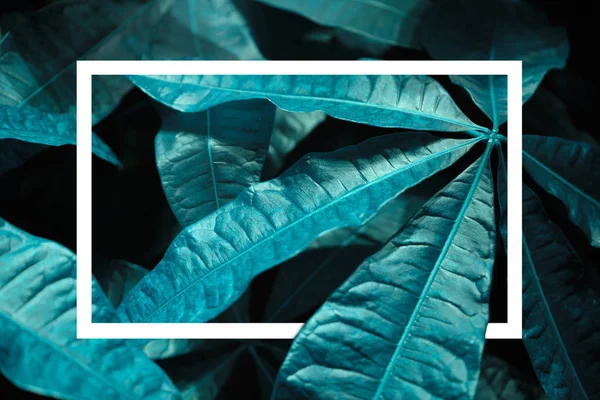 Κλασικό μπλε φόντο με λεπτομέρεια φύλλων και ορθογώνιο. Χρώμα του 2020. — Φωτογραφία Αρχείου