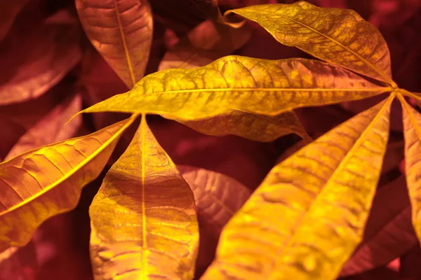 Fondo de lava exuberante con detalles de hojas. Color de 2020 . —  Fotos de Stock