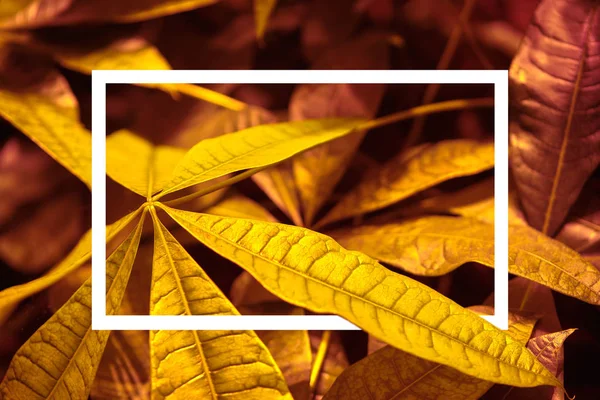 Lush Lava φόντο με φύλλα και λεπτομέρεια ορθογώνιο. Χρώμα του 2020. — Φωτογραφία Αρχείου