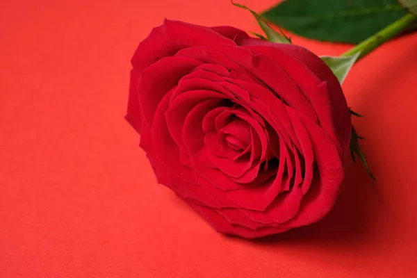 Hermosa rosa roja fresca pero un fondo de madera roja. Día de San Valentín . — Foto de Stock