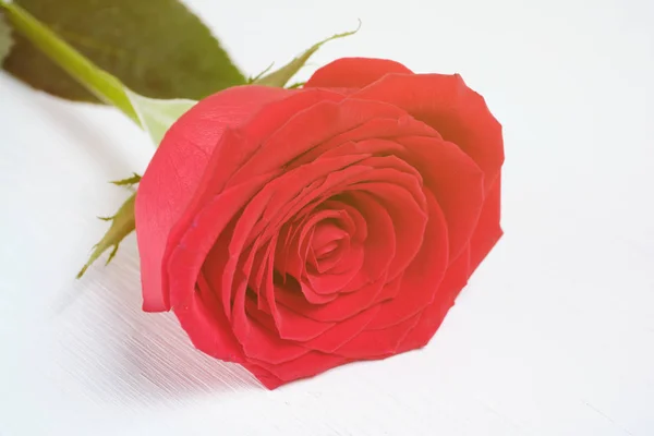 Hermosa rosa roja fresca pero un fondo de madera blanca. Día de San Valentín — Foto de Stock