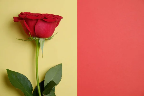 Rosa roja sobre un fondo amarillo junto a un espacio de copia roja . — Foto de Stock