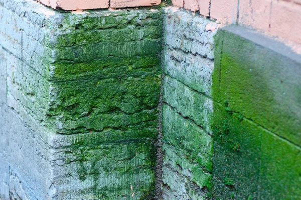 La façade du bâtiment est détruite par une humidité élevée - végétation verte . — Photo