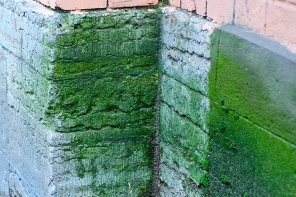 The facade of the building is destroyed by high humidity - green vegetation. — Stock Photo, Image