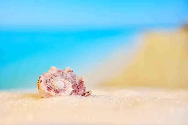 A seashell lies on the sand against the background of a blurry beautiful beach. Copy space. — 스톡 사진