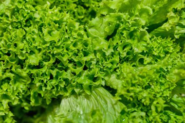 Marul yapraklarının arka planı ve dokusu. Kapat..