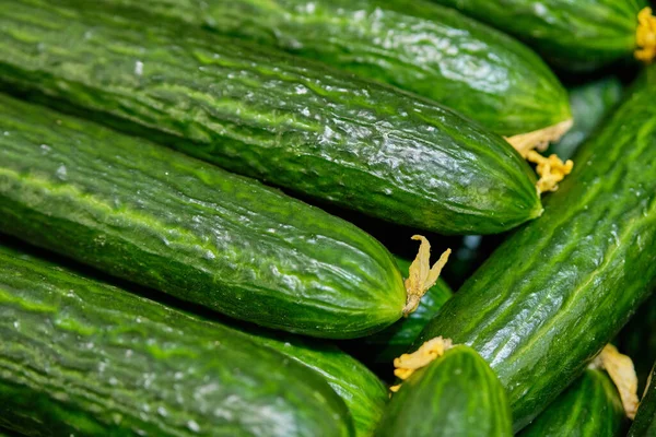 Background Texture Green Cucumbers Close — Stock Photo, Image