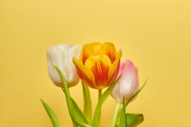 Sarı arka planda beyaz, turuncu ve pembe laleler. Kapat..