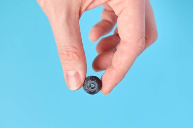 Parmaklar mavi arka planda yaban mersinini tutar. Kapat..