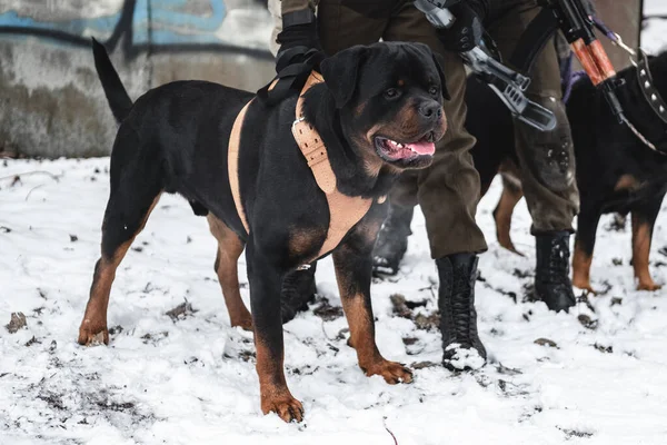 Volwassen Rottweiler Hond Buurt Van Een Militair Sluiten — Stockfoto