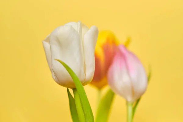 Tulips Yellow Background Close Stock Photo